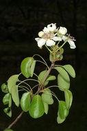 Plancia ëd Pyrus bourgaeana Decne