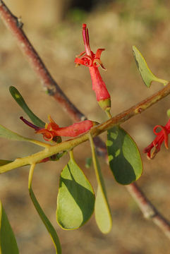 Image of Plicosepalus acaciae (Zucc.) D. Wiens & R. M. Polhill