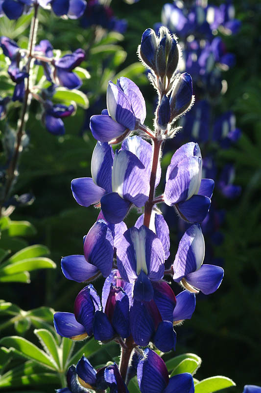 Plancia ëd Lupinus pilosus L.