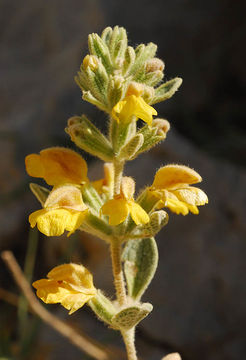 Слика од Phlomis brevilabris Ehrenb. ex Boiss.