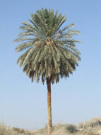 Image of date palm