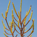 Plancia ëd Salicornia europaea L.