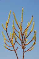 Image of glasswort