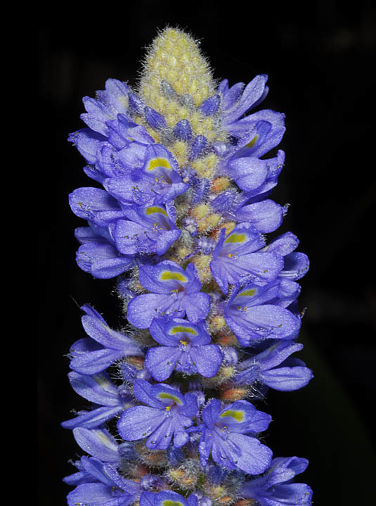 Слика од Pontederia cordata L.