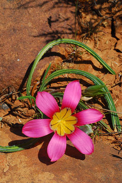 Image of Romulea subfistulosa M. P. de Vos