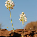 Imagem de Ornithogalum thyrsoides Jacq.