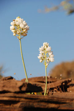 Image of Ornithogalum thyrsoides Jacq.