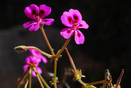 Слика од Pelargonium magenteum J. J. A. Van der Walt