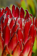 Plancia ëd Protea obtusifolia Buek ex Meissn.