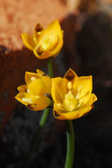 Image of Ornithogalum maculatum Jacq.