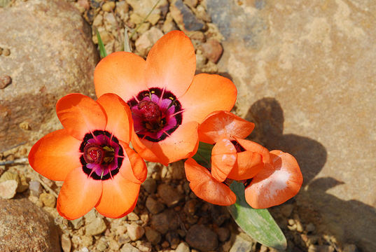 Image of Cape buttercup