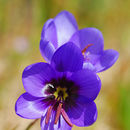 Image of Geissorhiza splendidissima Diels