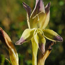 Imagem de Gladiolus venustus G. J. Lewis
