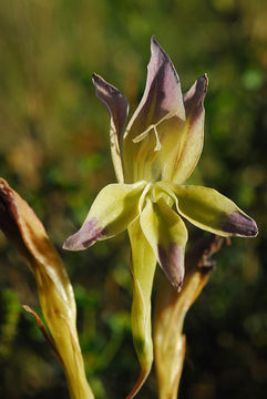 Gladiolus venustus G. J. Lewis resmi