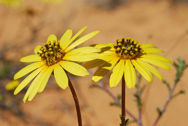 Ursinia anthemoides (L.) Poir. resmi