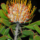 Sivun Leucospermum truncatum (Buek ex Meissn.) Rourke kuva