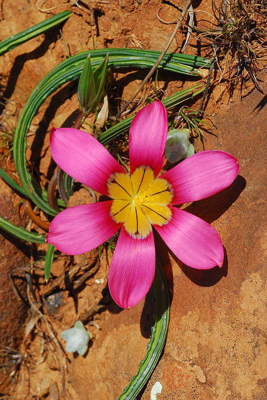 Image of Romulea subfistulosa M. P. de Vos