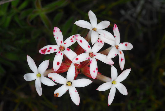 Image of Crassula fascicularis Lam.