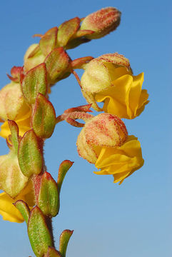 Image of Hermannia concinnifolia Verdoorn