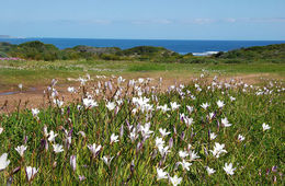 Imagem de Sparaxis grandiflora (D. Delaroche) Ker Gawl.