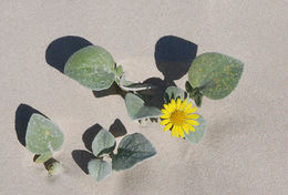 Image of Sand daisy