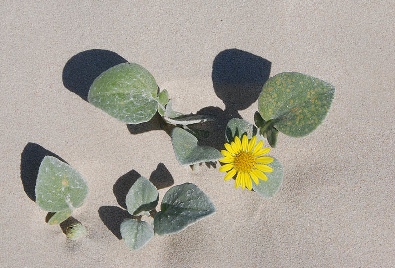 Plancia ëd Arctotheca populifolia (Berg.) T. Norl.