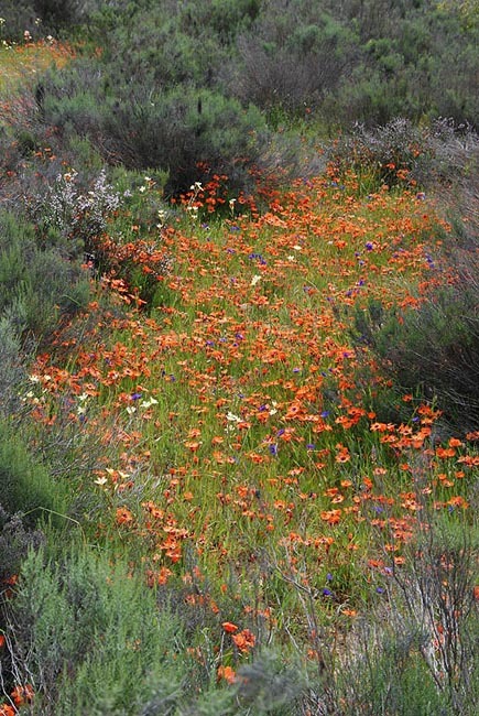 Image of Cape buttercup