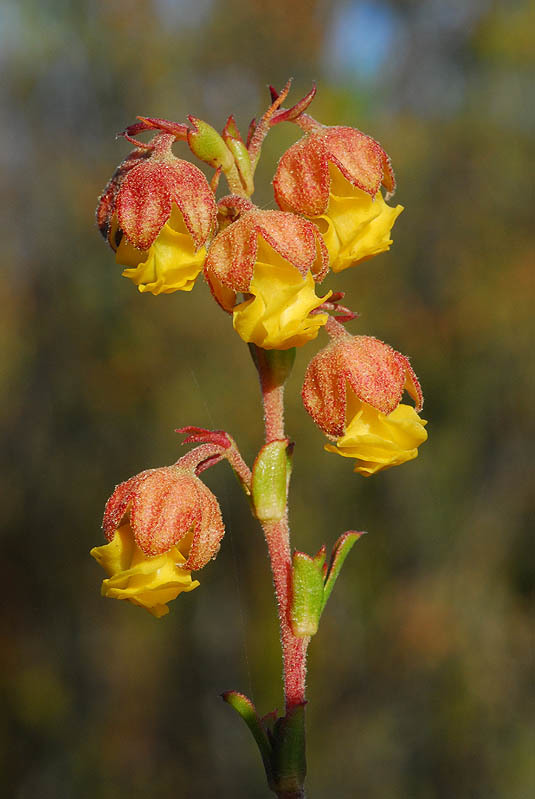 Image of Hermannia concinnifolia Verdoorn