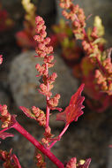 Image of <i>Chenopodium rubrum</i>