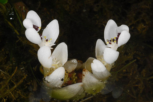 Image of Cape pondweed