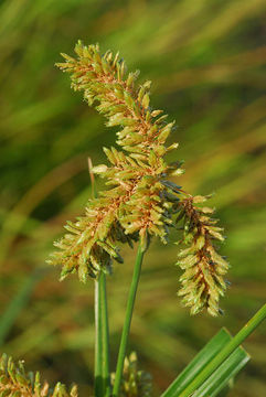 Image de Cyperus alopecuroides Rottb.