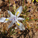 Слика од Moraea fugax (D. Delaroche) Jacq.