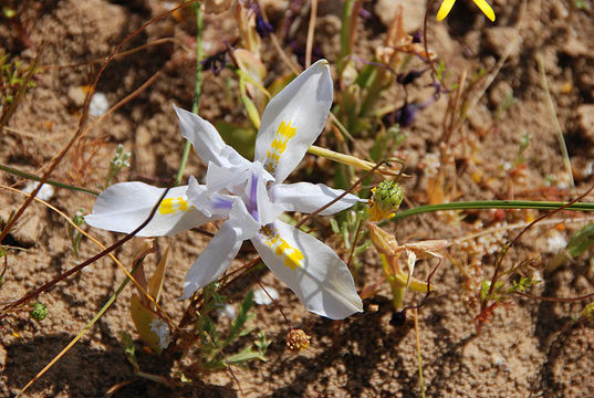 Слика од Moraea fugax (D. Delaroche) Jacq.