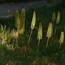 Image of Eremurus stenophyllus (Boiss. & Buhse) Baker