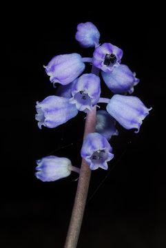 Image of Muscari parviflorum Desf.