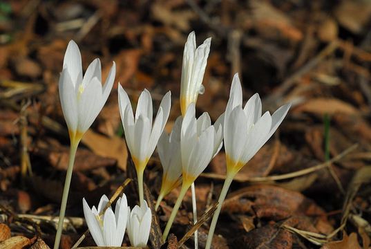 Image of Crocus ochroleucus Boiss. & Gaill.