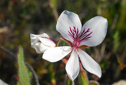 Image of Pelargonium elegans (Andr.) Willd.