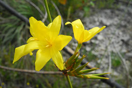 Image of Bobartia longicyma Gillett