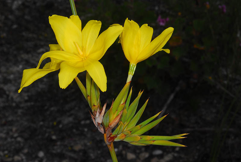 Image of Bobartia longicyma Gillett