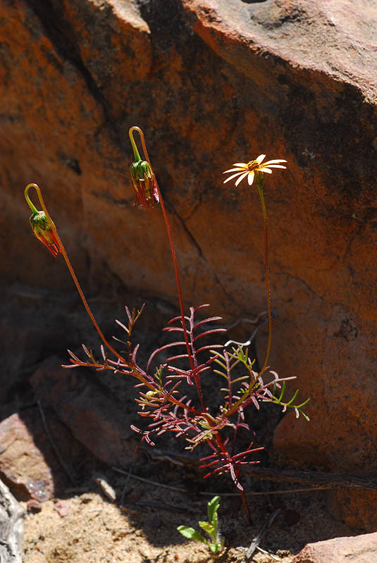 Ursinia anthemoides (L.) Poir. resmi