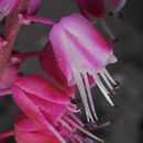 Image of Lachenalia juncifolia Baker