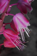 Image of Lachenalia juncifolia Baker