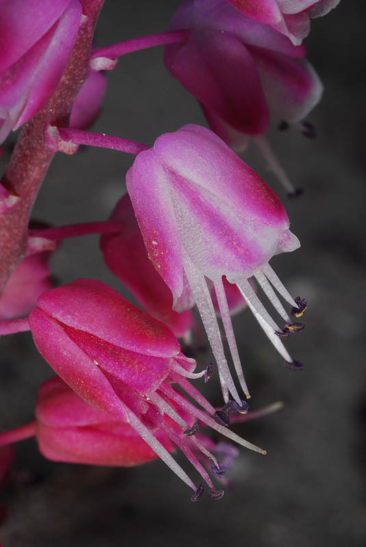 Image of Lachenalia juncifolia Baker