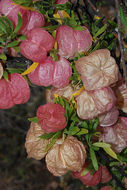 Image of Chinese Lanterns