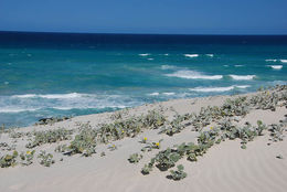 Image of Sand daisy