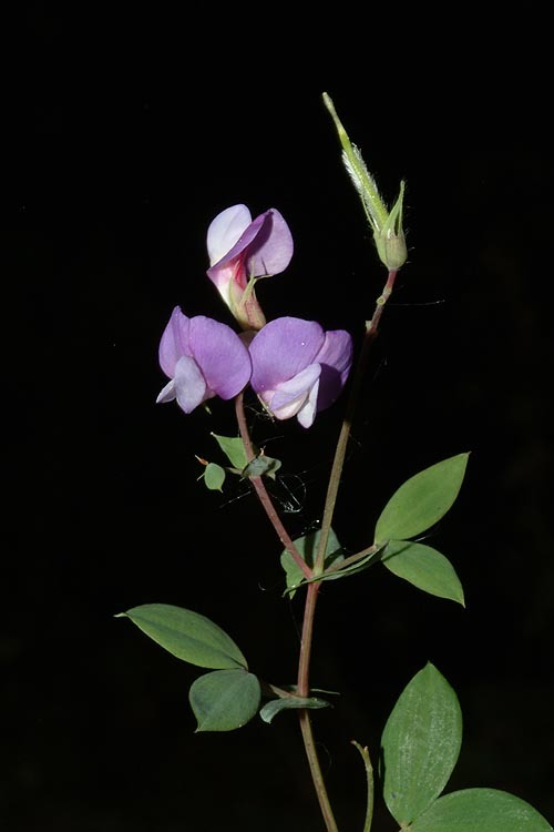 Image of Everlasting pea