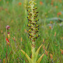 Image of Corycium ingeanum E. G. H. Oliv.