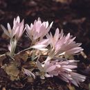 Слика од Colchicum troodi Kotschy