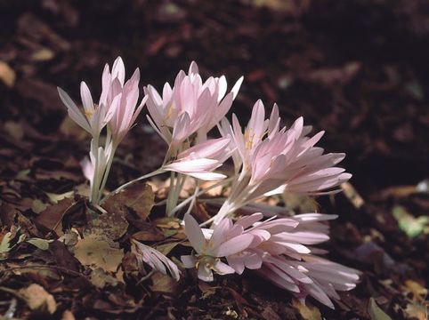 Image of Colchicum troodi Kotschy