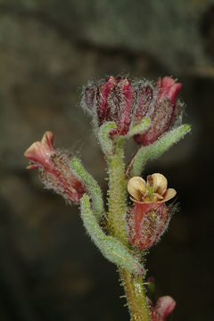 Image de Anchonium billardieri DC.